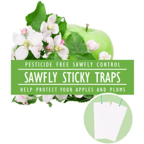 Apple Sawfly Traps