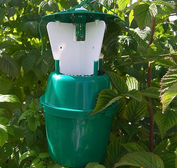 Raspberry Beetle Trap and Refills